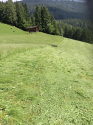 Wald Erholung © Dorina Rieder