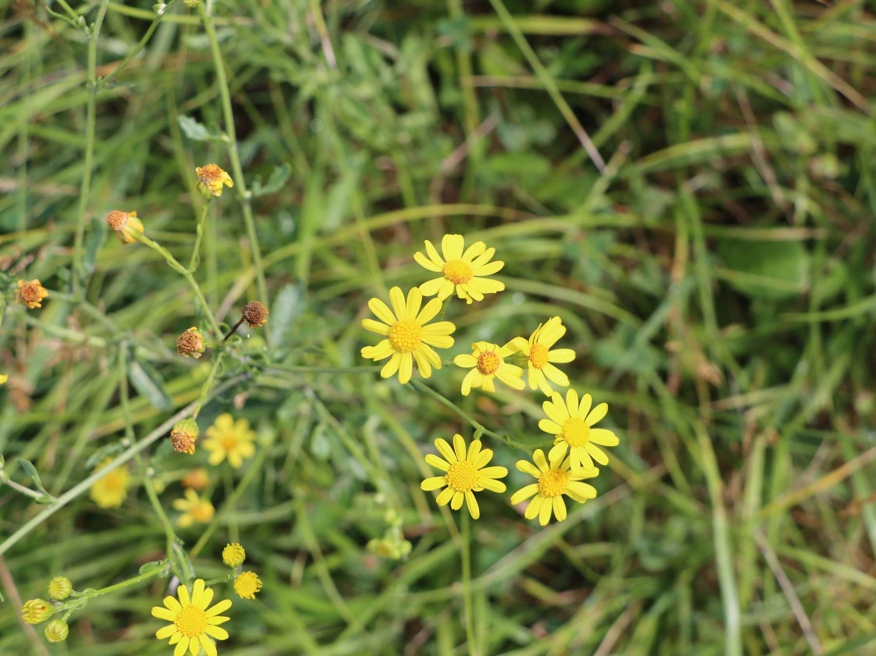 Blüte Jakobs-Kreuzkraut