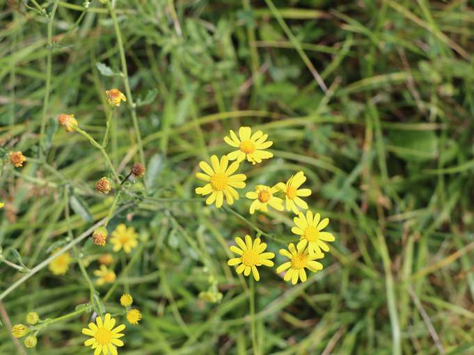 Blüte Jakobs-Kreuzkraut © LK-Stmk Blüte Jakobs-Kreuzkraut © LK-Stmk
