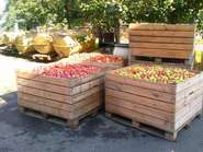 Mostobst ©LK Vbg (Klein).jpg © LK Vbg. Mostobst ©LK Vbg (Klein).jpg © LK Vbg.