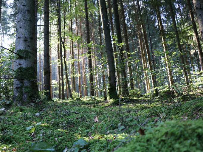 Wald © LK-Stmk/Stachel