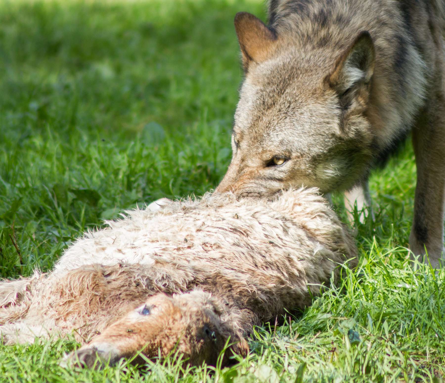 Wolf.jpg © stock.adobe.com/Nicolette Wollentin Wolf.jpg © stock.adobe.com/Nicolette Wollentin