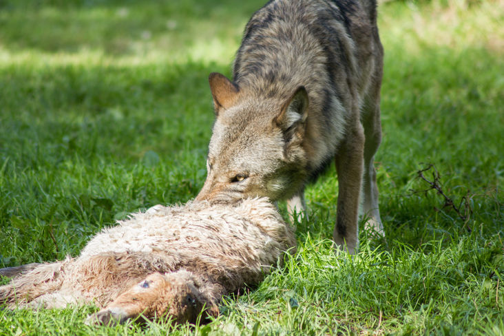 Wolf.jpg Wolf.jpg