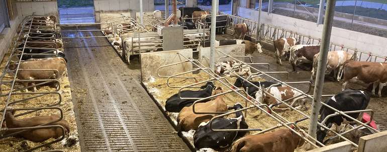 Liegeboxen (c) Maria Wieseneder/BBK Melk.jpg © Maria Wieseneder/BBK Melk