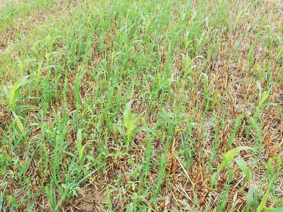 Mähdruschsaat auf Wintergerste, Ernte 12. Juli, Foto 18. August; schon guter Bestand trotz witterungsbedingt allgemein langsamer Entwicklung © BWSB