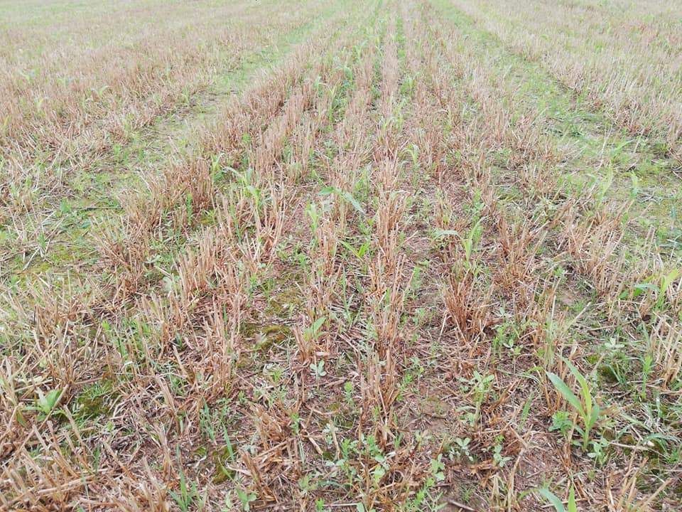 Mähdruschsaat auf Winterweizen, Ernte 22. Juli, Foto 18. August; Bestand entwickelt sich trotz Strohabfuhr gleichmäßig, Sonnenblume und Rauhafer kaum auffindbar (vermutlich wegen Schneckenfraß) © BWSB