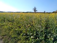 Feld mit gelben und weißen Feldfrüchten © Helga Kropfreiter/BBK Zwettl Feld mit gelben und weißen Feldfrüchten © Helga Kropfreiter/BBK Zwettl
