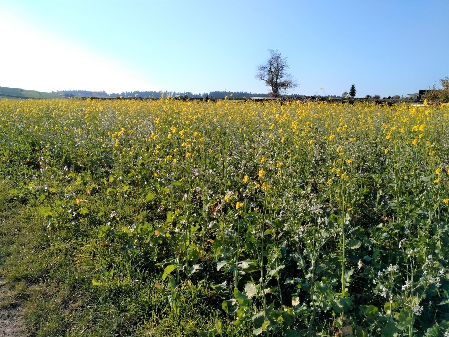 Feld mit gelben und weißen Feldfrüchten © Helga Kropfreiter/BBK Zwettl Feld mit gelben und weißen Feldfrüchten © Helga Kropfreiter/BBK Zwettl