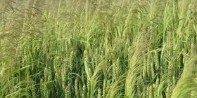  © Landwirtschaftskammer Oberösterreich/Köppl