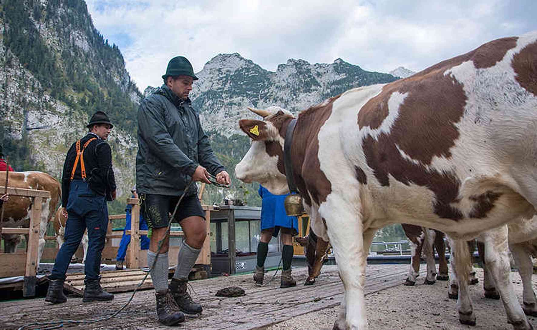 almabtrieb-koenigssee.jpg © Standl almabtrieb-koenigssee.jpg © Standl