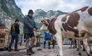 almabtrieb-koenigssee.jpg © Standl almabtrieb-koenigssee.jpg © Standl