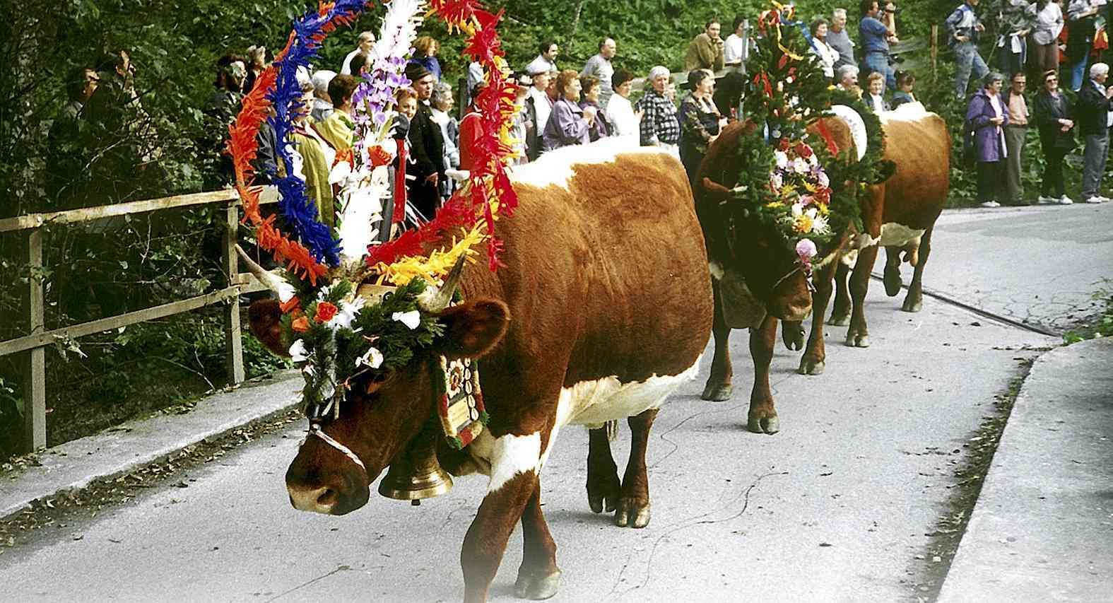 almabtrieb.jpg © Standl almabtrieb.jpg © Standl