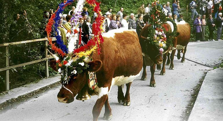 almabtrieb.jpg © Standl almabtrieb.jpg © Standl