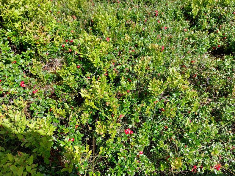 IMG-20210901-WA0015.jpg IMG-20210901-WA0015.jpg