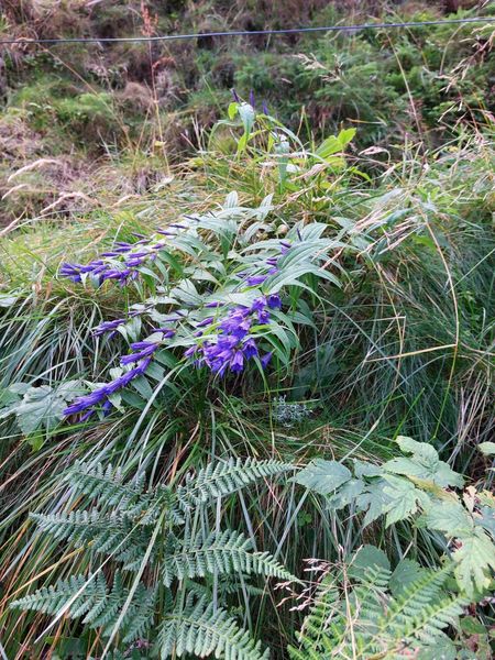 IMG-20210901-WA0041.jpg IMG-20210901-WA0041.jpg