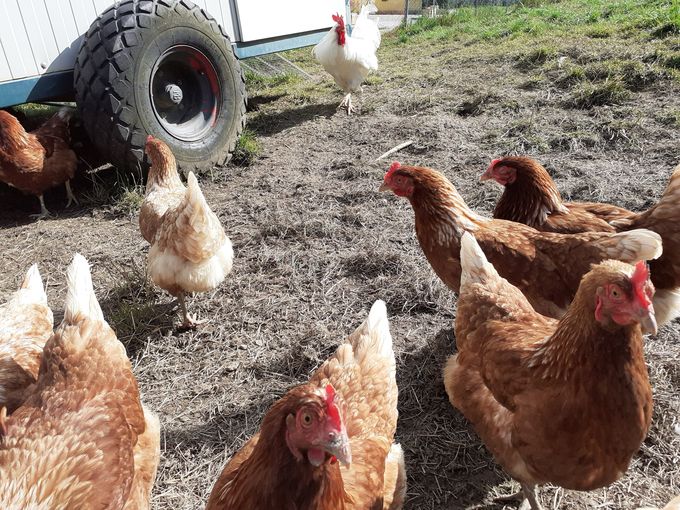 nackter Geflügelauslauf_PD.jpg © Landwirtschaftskammer Oberösterreich/Doblmair nackter Geflügelauslauf_PD.jpg © Landwirtschaftskammer Oberösterreich/Doblmair