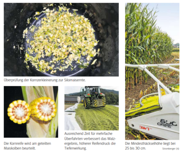 Maissilage.png © LK Kärnten/Wolfgang Stromberger