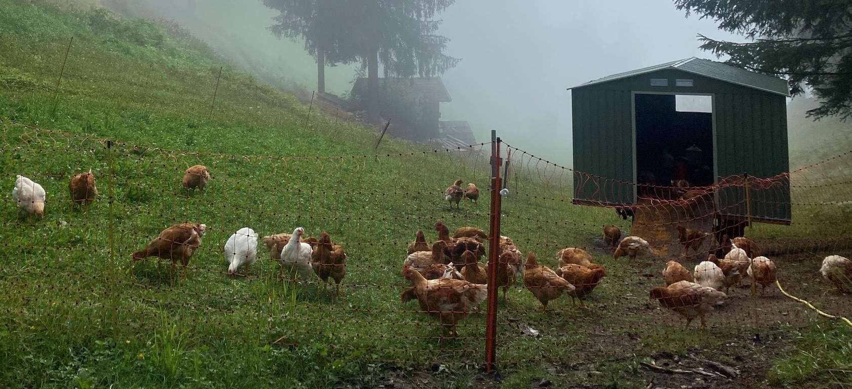 Masthühner Kerschbaumerhof.jpg © Egger Masthühner Kerschbaumerhof.jpg © Egger