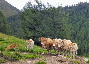 Murbodner.jpg © Egger