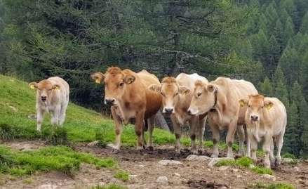 Murbodner.jpg © Egger Murbodner.jpg © Egger