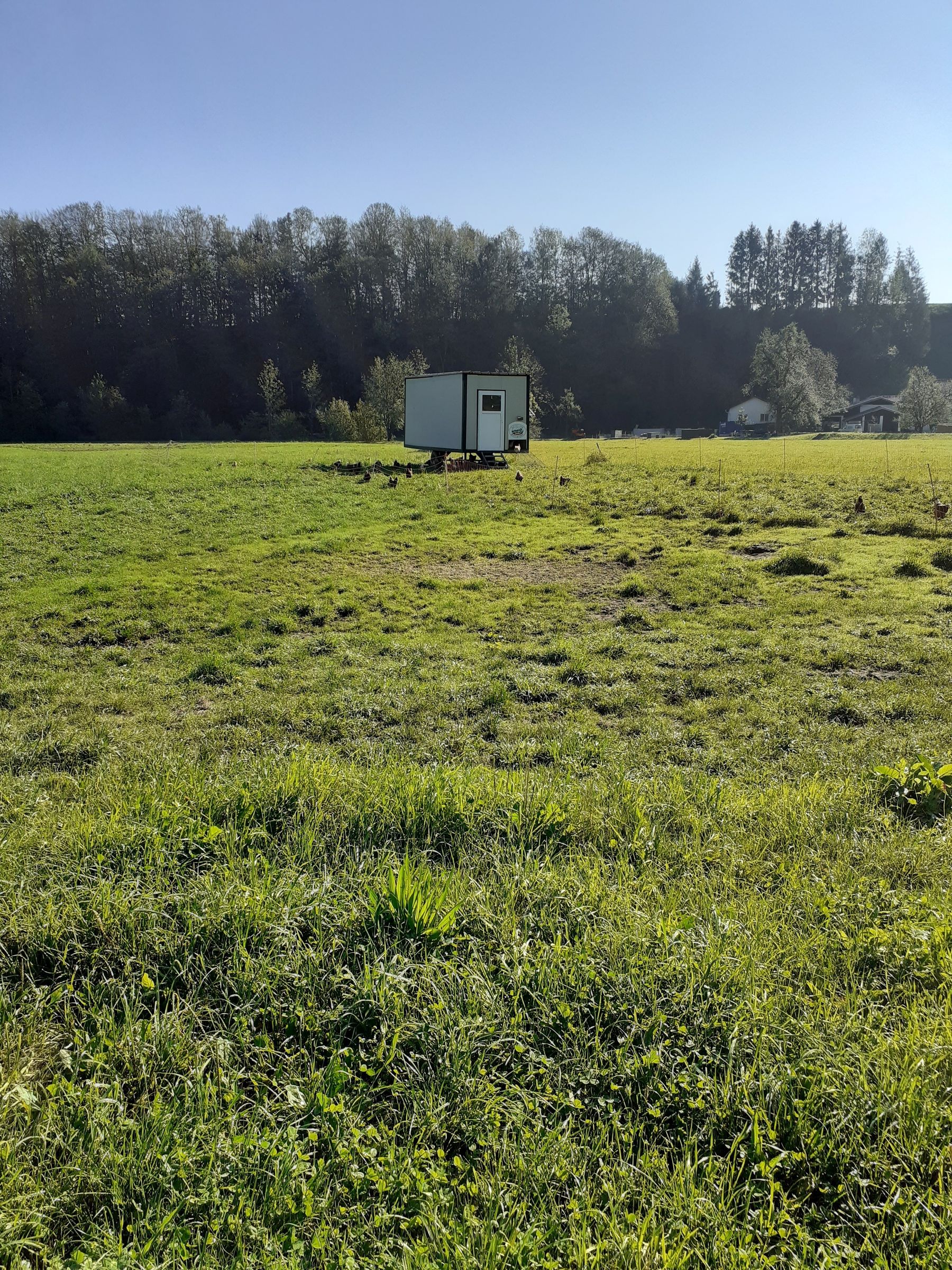 Mobilstall auf der Wiese PD.jpg