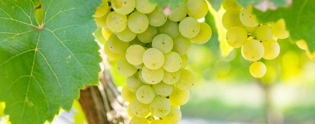 Weinernte 2021 © Sonja Hießberger/LK Niederösterreich Weinernte 2021 © Sonja Hießberger/LK Niederösterreich