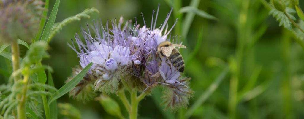Begrünung, Biene, Biodiversität und Landwirtschaft