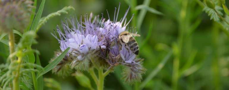 Begrünung, Biene, Biodiversität und Landwirtschaft