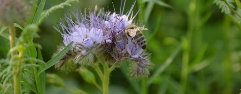 Begrünung, Biene, Biodiversität und Landwirtschaft