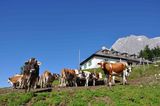 Windrauch_Kühe.jpg © Mooslechner