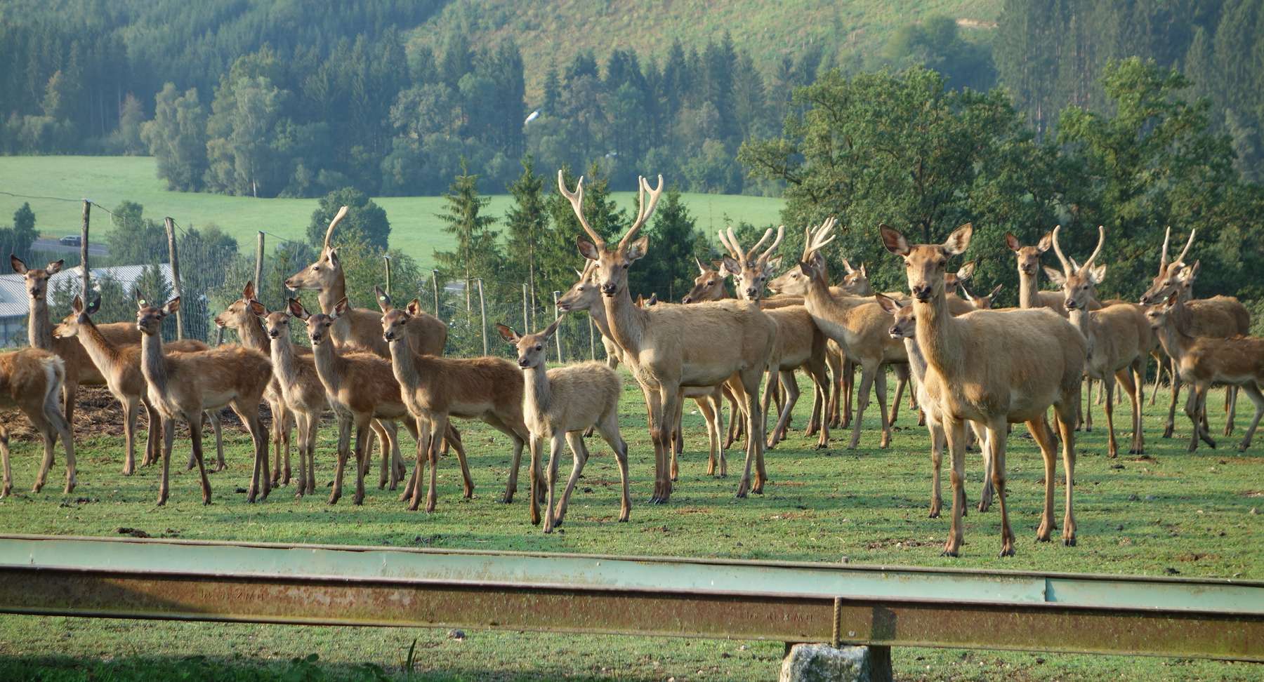 Wild auf einer Weide.