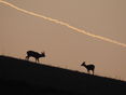 DSCN1313.jpg © Landwirtschaftskammer Oberösterreich