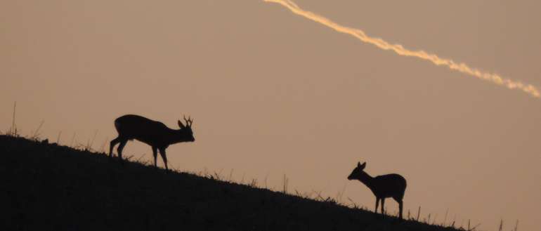 Rehe im Abendlicht. © Landwirtschaftskammer OÖ Rehe im Abendlicht. © Landwirtschaftskammer OÖ