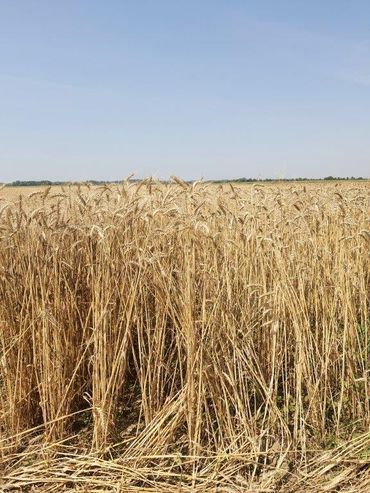 "Aristaro" – ein steinbrandresistenter Grannenweizen des Demeterbetriebes Dottenfelder Hof "Aristaro" – ein steinbrandresistenter Grannenweizen des Demeterbetriebes Dottenfelder Hof