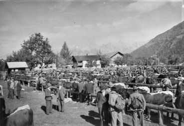 Anschluss an Deutsches Reich rüttelt an Verband.jpg © Rinderzuchtverband Salzburg Anschluss an Deutsches Reich rüttelt an Verband.jpg © Rinderzuchtverband Salzburg