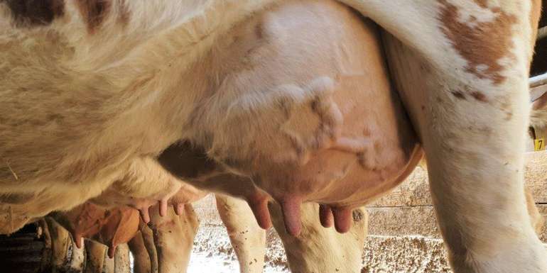 Eutergesundheit beginnt beim Melken © Romana Schneider/LK Niederösterreich Eutergesundheit beginnt beim Melken © Romana Schneider/LK Niederösterreich