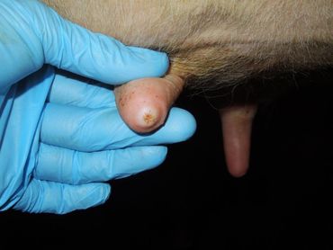 Eutergesundheit beginnt beim Melken Eutergesundheit beginnt beim Melken