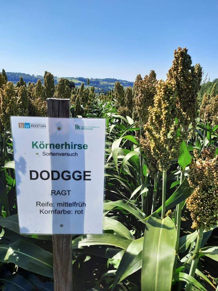 Besichtigung des Landessortenversuchs Sorghumhirse am Standort Wallern und Hörsching