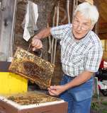sb35_hw_bienensepp.jpg © Gudrun Dürnberger