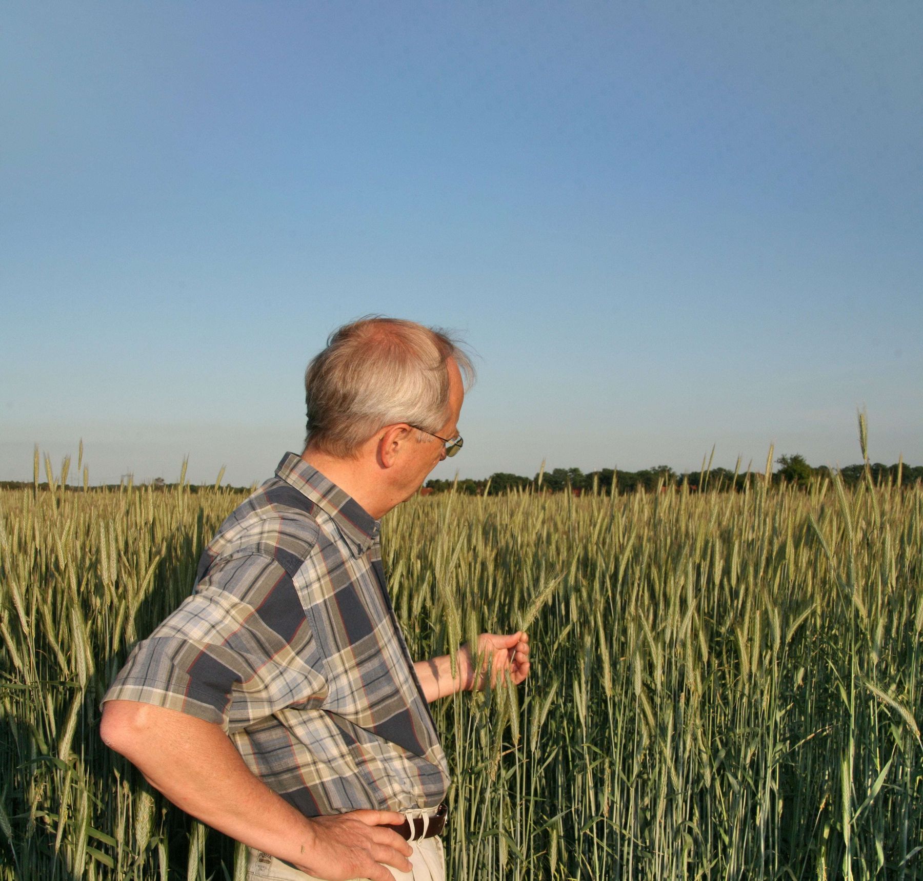 Roggen_Fruchtentwicklung_J_3-ID55148.jpg © agrarfoto Roggen_Fruchtentwicklung_J_3-ID55148.jpg © agrarfoto