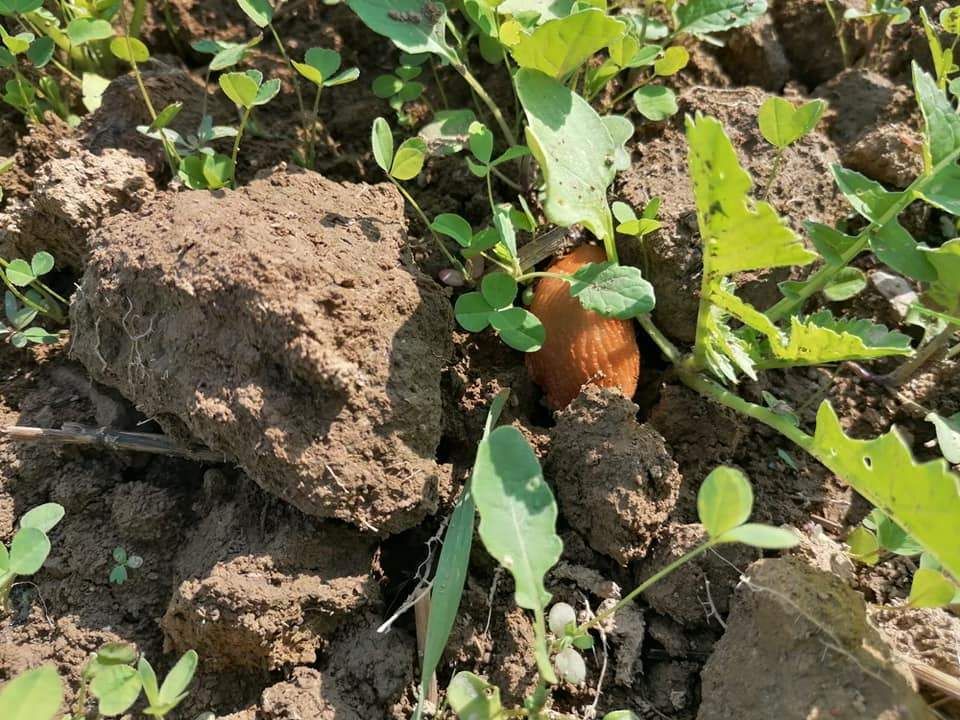 Bilder vom Zwischenfruchtversuch in Nußbach am Betrieb Gebeshuber