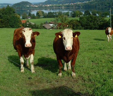 Milchfieber – mit richtiger Fütterung entgegenwirken.jpg © Dürnberger Milchfieber – mit richtiger Fütterung entgegenwirken.jpg © Dürnberger