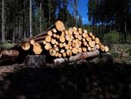 Bild 1 Aufzeichnungspflicht nach EU-Holzverordnung.jpg Bild 1 Aufzeichnungspflicht nach EU-Holzverordnung.jpg