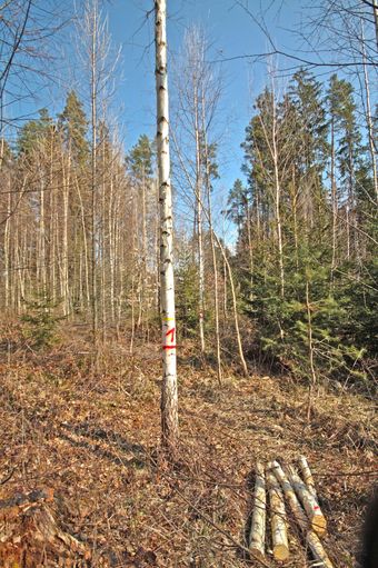 Foto 3_Z01_Z02_2nachBearIMG_3821b.jpg © Brandner