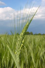 Triticale Bluete 2-ID25984.jpg