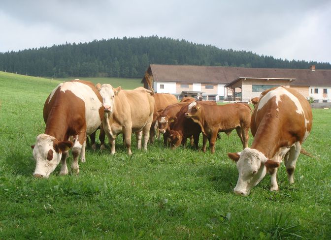 Mutterkühe Kudler.jpg Mutterkühe Kudler.jpg