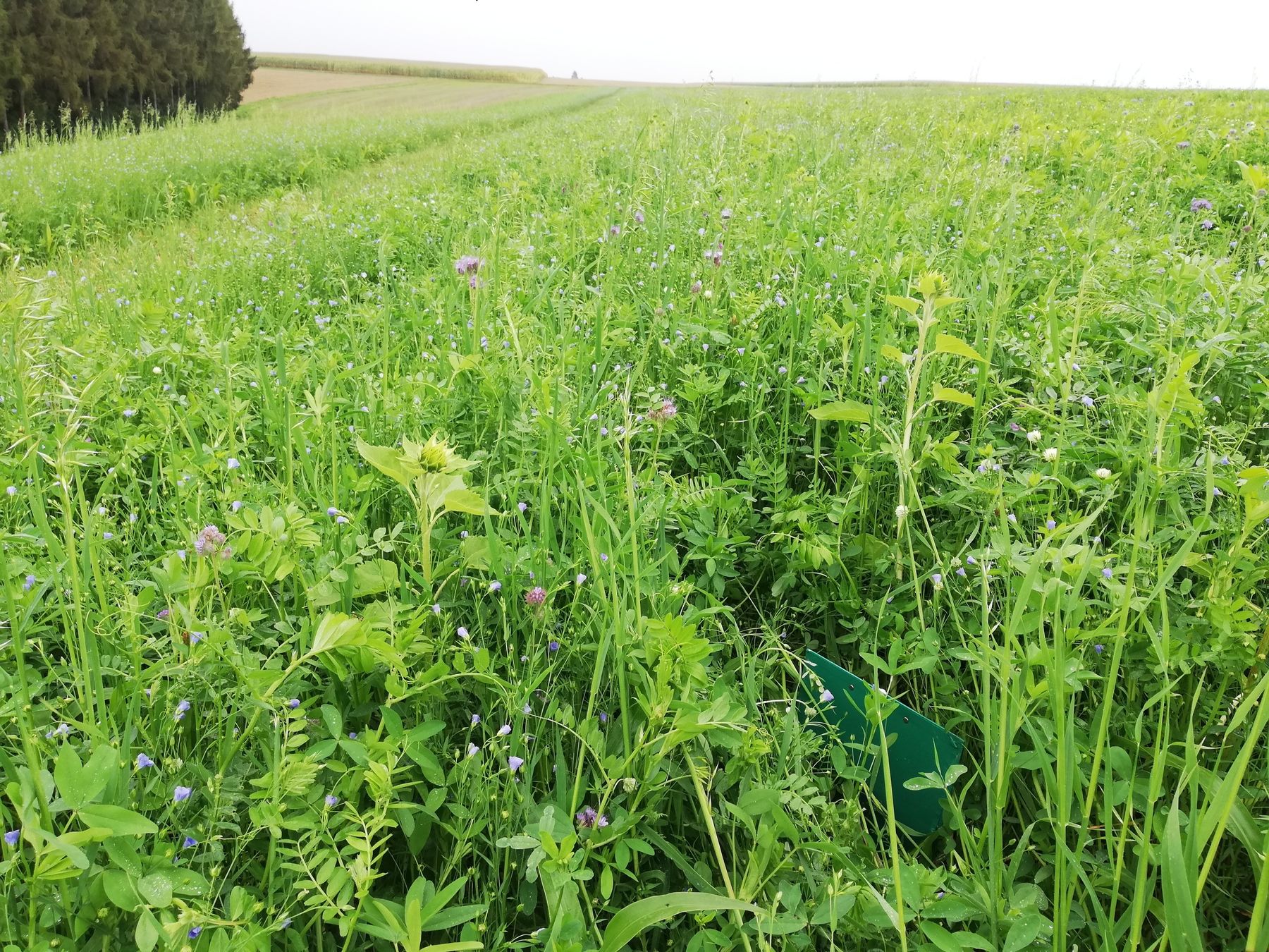 Eindrücke zu den Versuchen zur Zwischenfrucht-Mähdruschsaat##+##Rohr im Kremstal##+##22.09.2021