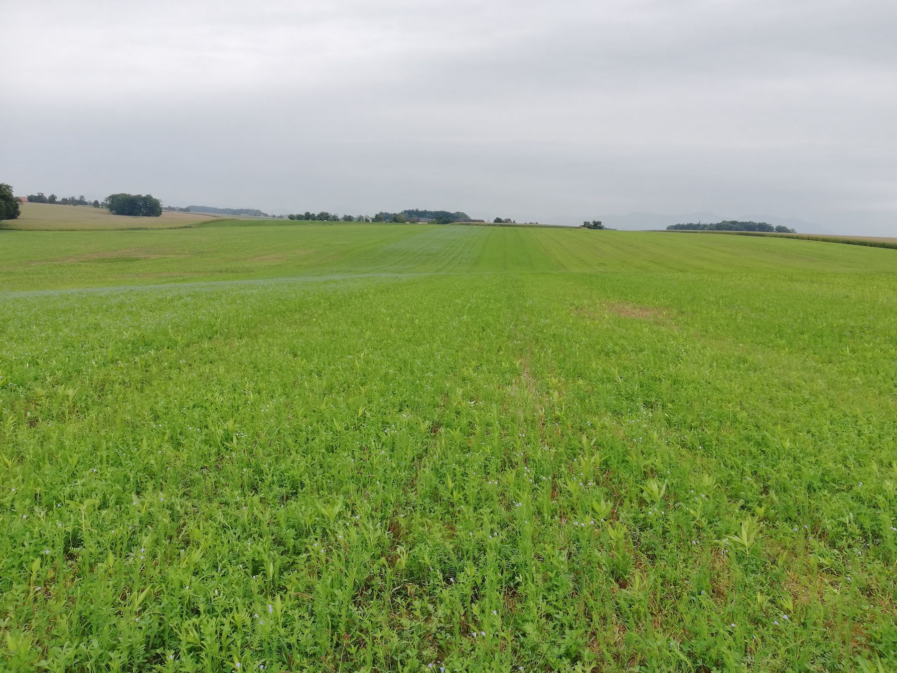 Direktsaat nach Weizen, Anbau 30.07.,  Foto 22.09. - durchgehend ein schöner Bestand, Rauhafer und Sonnenblume sind leider gar nicht bzw. nur sporadisch aufzufinden. © BWSB