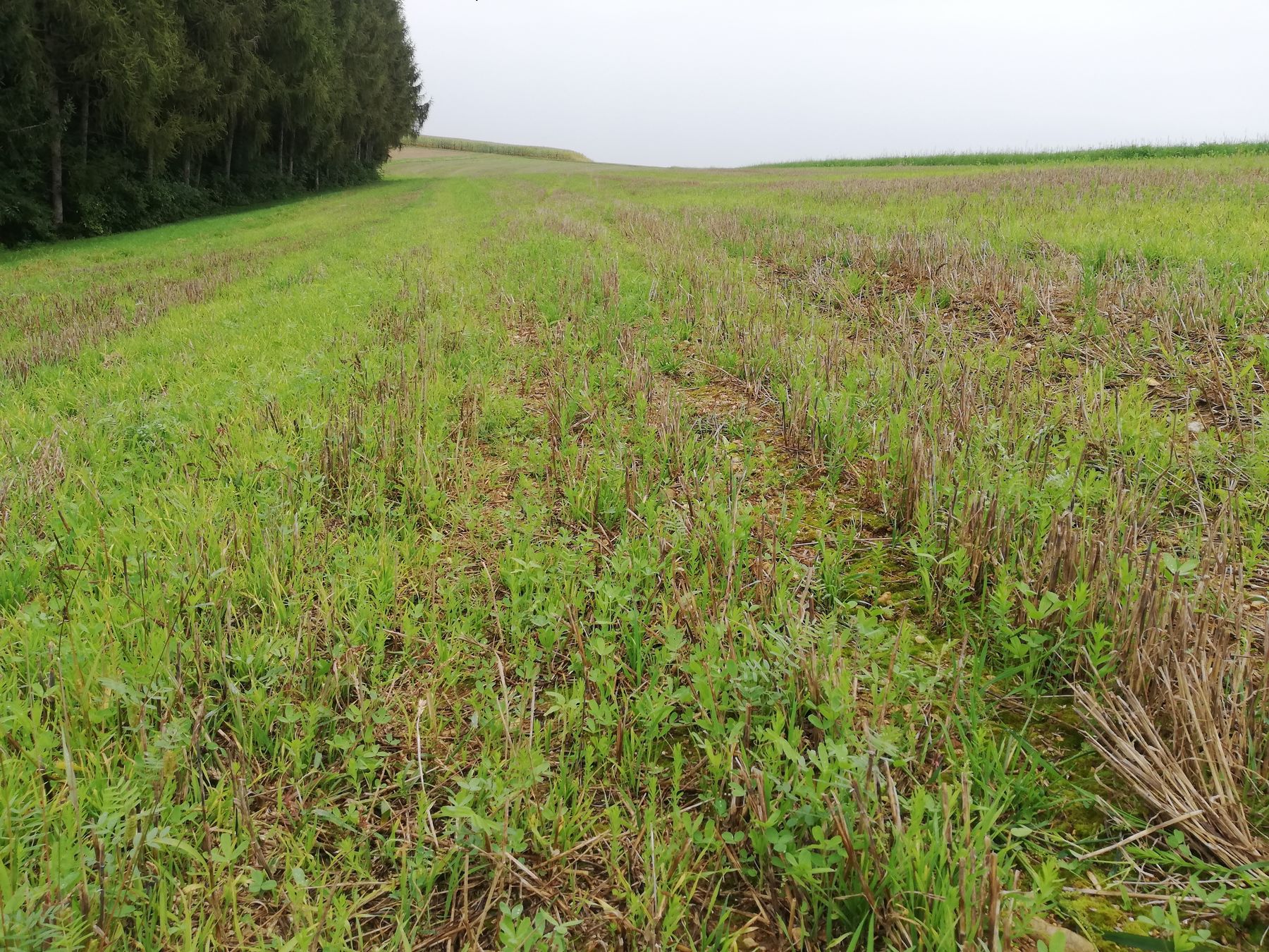 Mähdruschsaat nach Weizen, Ernte 03.08.2021, Foto 22.09.2021 - der Bestand ist noch klein und etwas lückig, aber der Witterung entsprechend gut entwickelt. © BWSB