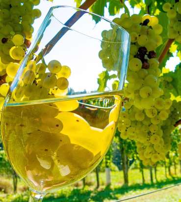 Weinbau.jpg © Bilderbox